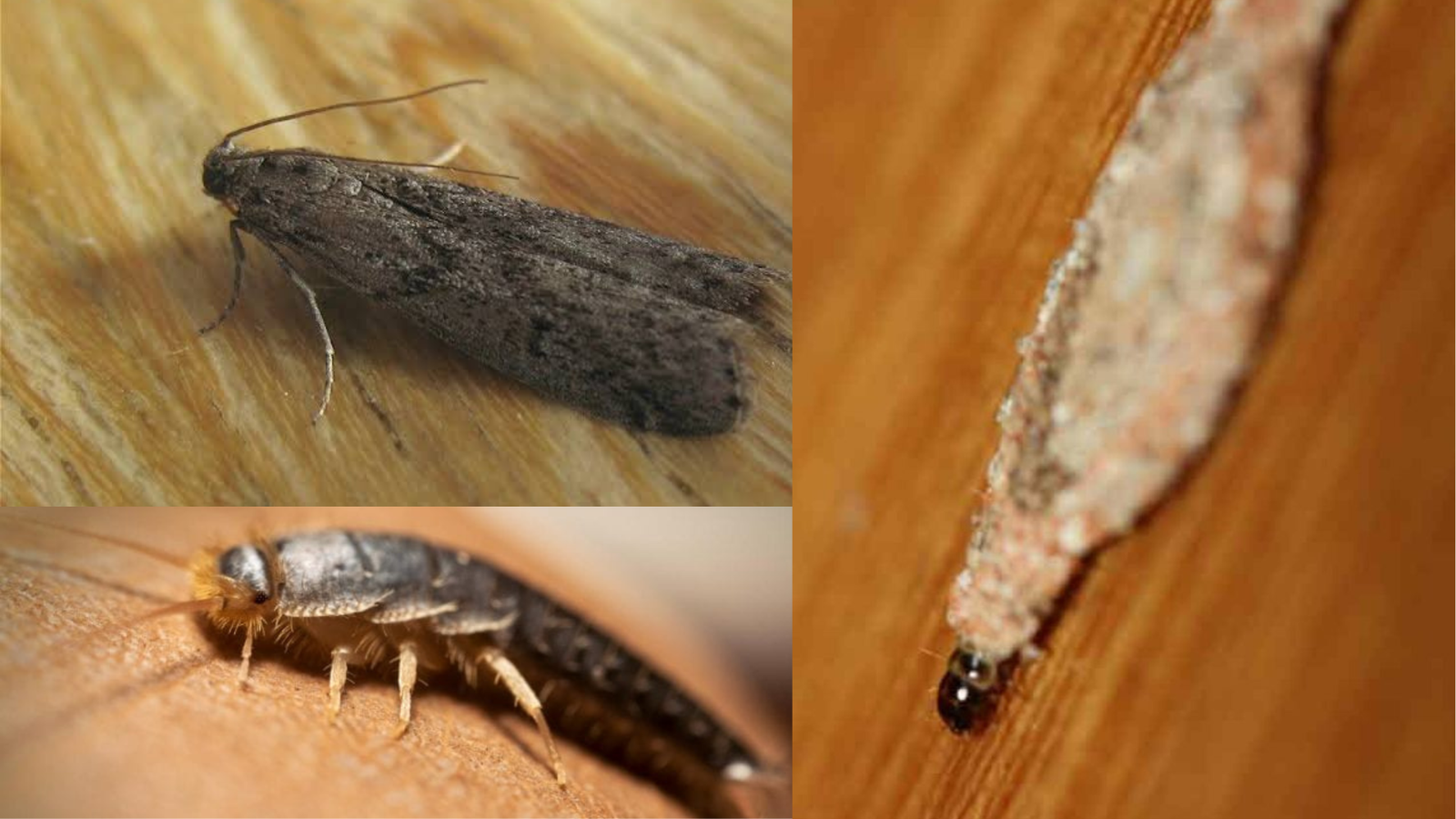 Traças: Tudo Que Você Precisa Saber. | Ecomais